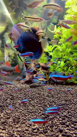 Beautiful Cardinal Tetra Aquarium #Aquarium #fish