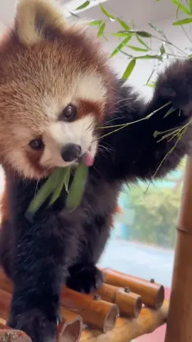It would be better if there were some apples.😋😋😋#fy #fyp #trending #cute #adorable #redpanda 