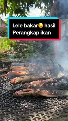 Harummmmnyoooooo🤤kali ini kita bakar ikan lele hasil perangkap ikan#bangpekkee #kalimantanbarat #fyppppppppppppppppppppppp #petulangan #sibolang #dayak #perangkapikan 