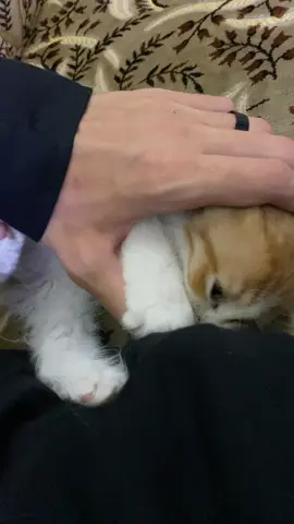 #fyp #🇮🇶 #explore #foryou #viral #foryoupage #catlover 