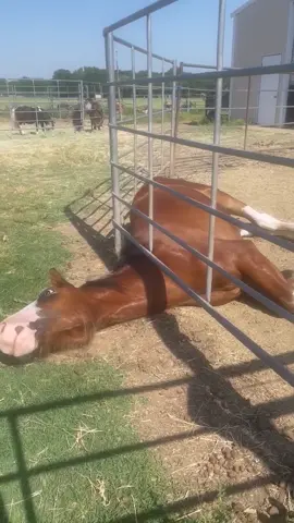 No horse ever: … Two year old colts: They say the grass is greener on the other side of the fence 😆 #rescuehorse #diet #horsesofinstagram #farmlife 