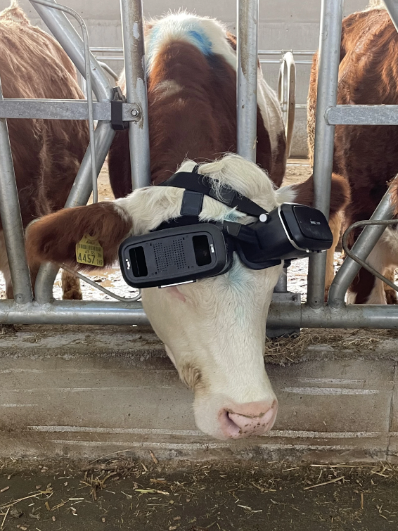 Farmers are trying VR headsets to create a stress-free experience for their cows. The idea is that happy cows produce more milk. These specially designed VR goggles show calming scenes like green fields, which helps cows relax and lowers their anxiety. Stress can actually hurt milk production, so keeping them calm is key. This could be a game-changer for farmers! Increased milk yield means more profit, but it's not just about the money. By reducing stress, cows are likely to be healthier and happier overall, leading to a more ethical and productive farm. #Gaming #VirtualReality #VR #Cow #Animal #Farm #Milk #Future #Happy #4s+ #foursplus