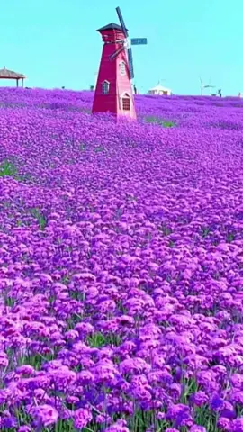 Scenery about flowers #fyp #nature #flowers #beauty #foryourpage 