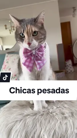 michis pesadas, si soy 😼 #chicaspesadas #meangirls #reginageorge 