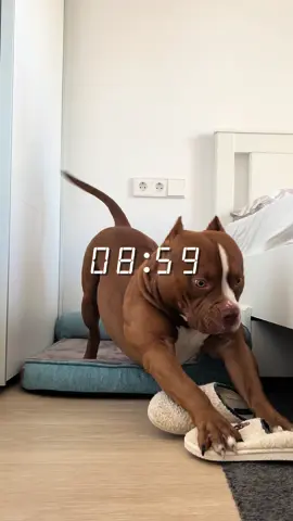 Morning routine ✨The link for all products is in my profile🩵 #americanbully #dogcare #asmr #dogmorningroutine 