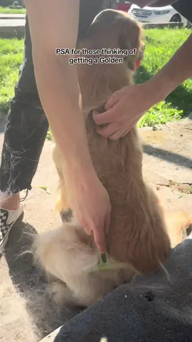 This was still after 10 minutes if brushing 🫠 it never ends #worthit  . . . . . #golden #retriever #goldenretriever #goldenhour #goldenretrieverlife #retrieversoftiktok #goldenretrieverlife #goldenlife #shedding #shed #hairy #dogs #dogsoftiktok #doglover 