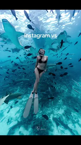 Instagram vs Reality 🥹 #freediving #shark #sharkviewpoint #maldives #ocean #deepsea 