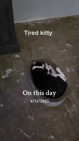 #onthisday #kitty #tired #funny #animals #kittycat #fyp #silly #precious #theangrytexancomedian #godisgood #comedian #comedianandhiscat #wow #lol #meow #catlover 