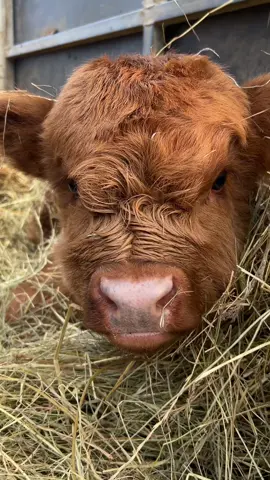 Out little moo decided to chill out this evening in its mammas fresh hay. Didn’t seem to bother either of them though 😅😂. #moo #highlandcow #springtime #countryliving #countryside #highlands #newborn 