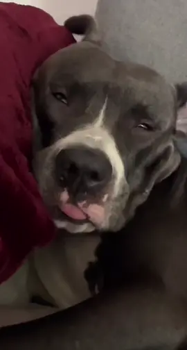 #dog #asleep #dreaming #funny #video 