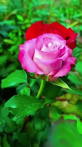 هاتو عبارة تناسب الفيديو 🌹#عاشق_الطبيعة 
