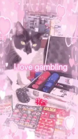 gambling time !! 🎰💕 #cat #cats #catmeme #catmemes #cattok #fyp #gambletok 