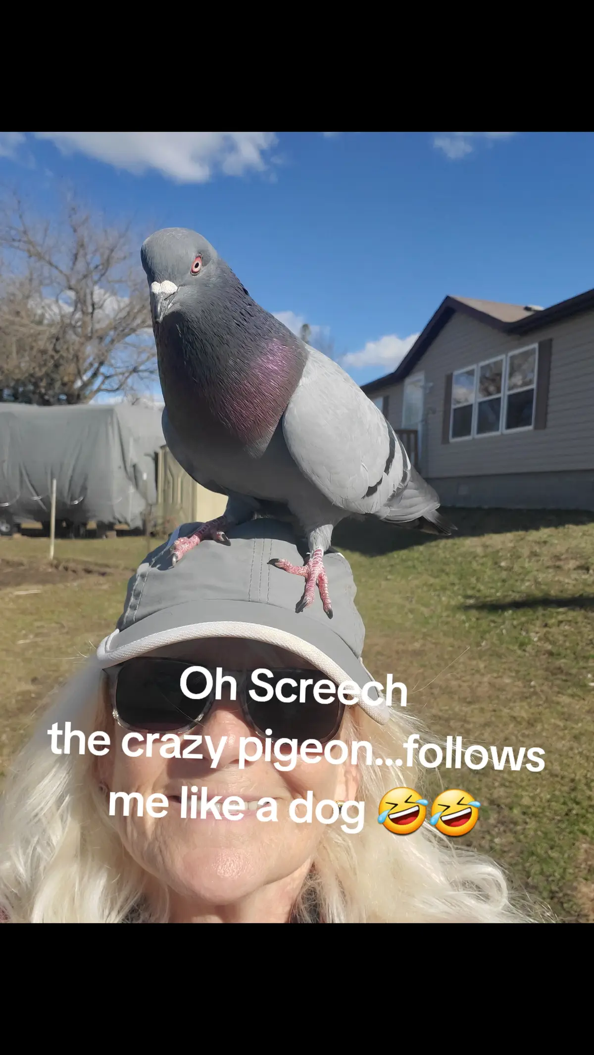 #pets #wildbird #family #wildlife #funny #Love #fypage #crazy #help 