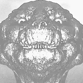 godzilla mushroom cloud head... #gojira #godzilla #godzillaedits #gojira1954 #gojira #shingodzilla #gojira #gojiraedit #esquizo #edits ##gojira #shingodzilla #gojira1954 #gojiraedit #gojiraedit  #shingodzilla #gojiraedit #godzillamushroomcloudhead #godzillamushroomcloudhead #gojiraedit #gojira1954 
