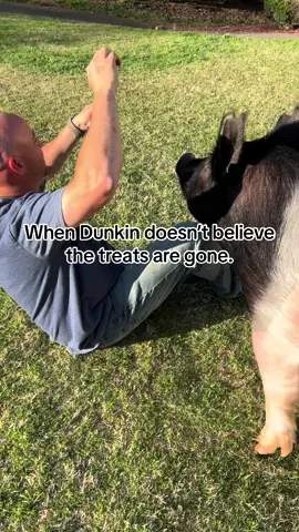 We always have to let him see our empty hands when the treats are gone. He will check everyone around. 🤣🐖 #fyp #FFA #pigsoftiktok #showpigmom #showpigdad #showpigfamilies #showpiglife #pigjocks #barrowshowpigs #showpigsoftiktok #pigjock #showjocks #hampcross #americarunsondunkin #dunkintheretiredshowpig 