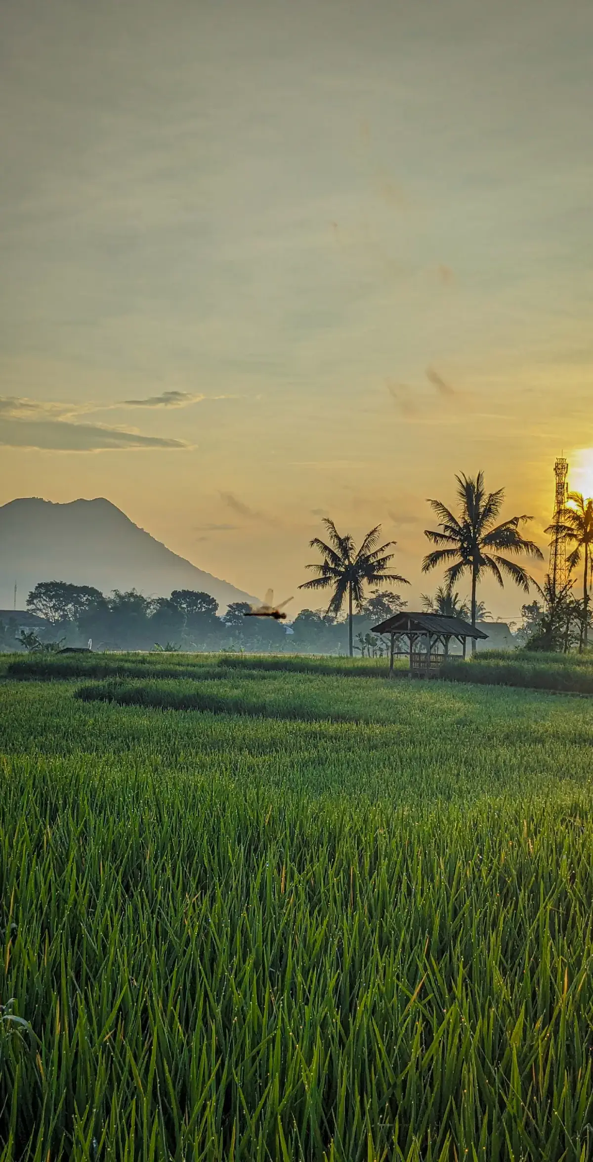 pemandanganna meni saee, pisan tabuh 6 #nature #persawahan #fypシ #fotography #fotoaesthetic #fotosawah #sawahgarut 