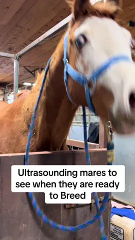 3 more mares we are getting ready to breed. #horsetok #fyp #barnlife #foal #barnlifeisthebestlife #quarterhorse #breeding #breedingseason #horsesbreedingseason #babyupdate #viral 
