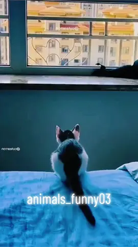 #animaisengraçados #engracadostiktok #videosengracados #animalsfunny #funnyvideos #funny 