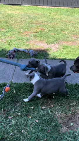 Baby blues having fun playing Tug of war #bluestaffy #staffypuppies #staffy #puppies #bluestaffypuppies #staffordshirebullterrier #puppyplay #puppy #tugofwar #fun #play #puppiesoftiktok #dogs #dogsoftiktok #livingthedream #babystaffy 