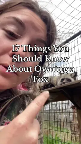 🦊 17 things you should know about owning a fox, in honor of #nationalpetday. The exotic pet trade is alive and ever-growing, and I don’t foresee people ever losing the common desire to feel the novelty of sharing their lives with a “wild animal”, so let’s talk reality.  ❗️Fundrasier Update: We’d love to hit $20,000 (40% of our fundraiser goal) by the end of Sunday! That’d be so encouraging! Momentum has trickled off a little bit, and we need more people to take the extra moment to click “donate” instead of continuing to scroll past. Any contribution is appreciated, no matter how small. ❤️ As of the time of posting this, we’ve had 708 people contribute to this fundraiser. We’d need 6,942 people to donate $5, or 3,471 to donate $10, to hit our fundraiser goal. That’s a lot of people, but it’s a drop in the bucket compared to our follower count.  If you love our mission and have the means to support, don’t just think “it’s okay, other people will donate” - YOU are the “other people” we need! 🙏🏼 The website to donate is on my profile. You can watch how close we are to our goal. Thank you so much for making it possible for us to save these lives! ✨ PS, donations are tax-deductible since we and @Walking Wild Fox Rescue are 501(c)(3) nonprofits. Know a business that may want to make a tax-deductible donation? #creatorsearchinsights #wildlife #rescue #petfox #exoticpets #animals #reality 