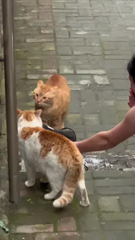 Let's say a few words. #fyp #cat #cute #funny #funnyvideos 