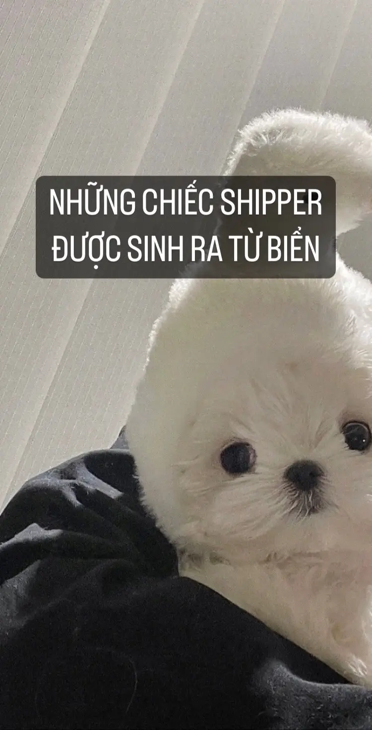 #biển #funny #hài #shipper #bạntrai 