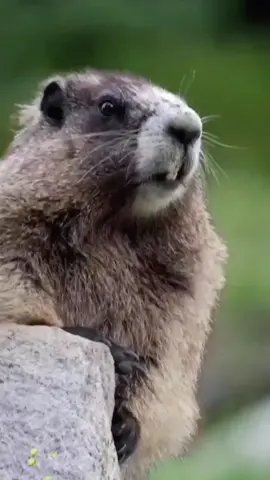 Adorable Conversations! Watch Animals Communicate in Hilarious Sound Moment!#AnimalSounds #FunnyVideos #Remix #Challenge #CutePets