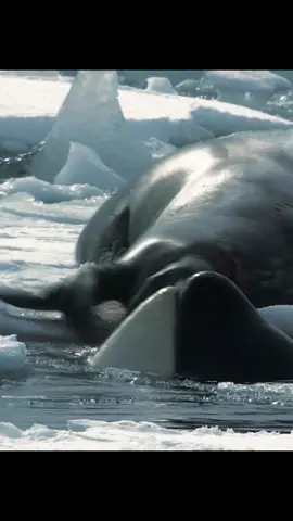 Orcas Hunt Seal in Antartica #orcawhale #killerwhale #orcaattack #impossiblecatchoncamera #natureisbrutal