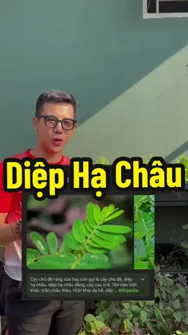 Ai biết cây này không? #diephachau #duoclieu #thucphamsach #huuco #tomphan 