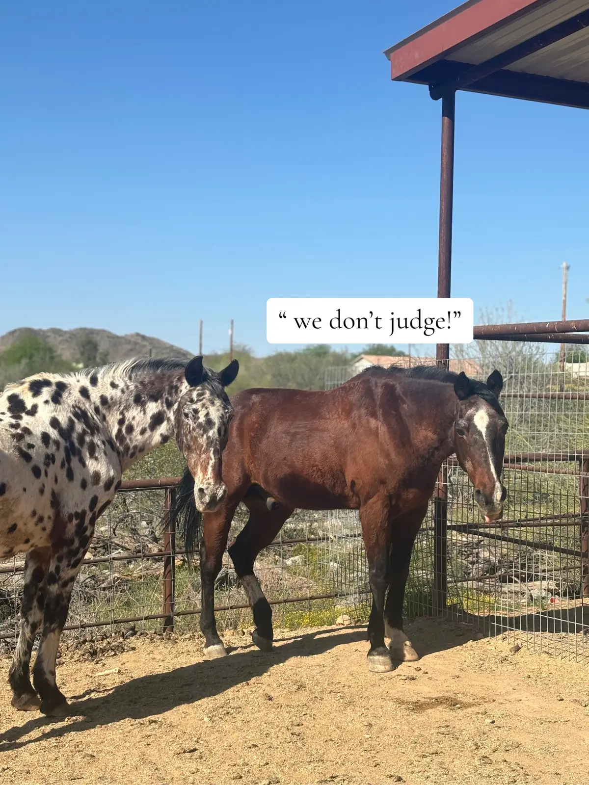 @🛢️Caylee and rain!🛢️  we r cuties!#barrelracing #barrel #barrelracer #barrelhorse #barrelhorse #horsie #horse #horsie 