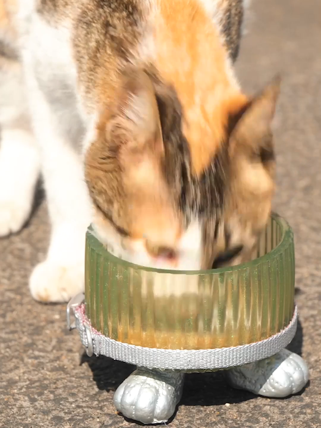 Cat-themed cat bowl for a furry friend 🐱 #catsoftiktok #DIYproejct #lovely #foryou #TikTokPromote