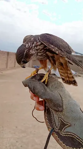 Merlin MashaAllah #falconer #MashaAllah #Merlin #bukharishok #WildlifeAdventures #pakistanzindabad 