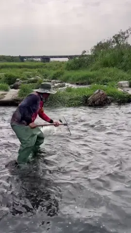 scooping many fishes under the rock 😲😲Amazing fishing day 😲😲#fyp #satisfying #harvest #fishing #fypシ ,#fishtrap #fishhunting #life #fishingvideo #funny #bigfish #unique_fishing #fish_hunting #fishing_video 