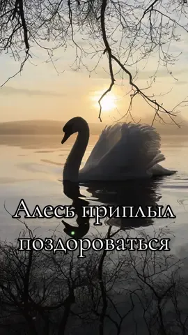 Алесь приплыл поздороваться. #милоевидео #лебедь #белыйлебедь #swan #друг #лебеди #Love #нарассвете #силуэт 