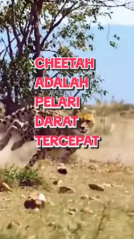 Cheetah adalah hewan tercepat di darat, kecepatan larinya bisa mencapai 120km/jam. Cheetah memiliki tulang belakang yang unik, sehingga dia bisa leluasa memandang musuhnya sambil berlari. #animalsoftiktok  #duniahewan  #musikmandarintiktok 