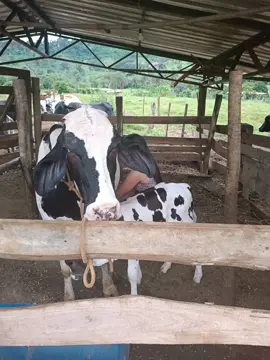 bom dia seguimores 🐮  #fyyy #boiadeira #rural 