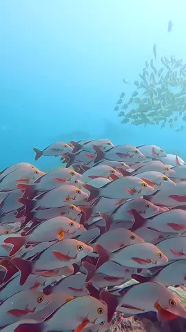 #underseaworld #sea #medusa #fish #relax 