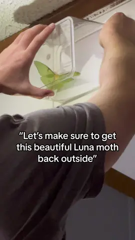 Moth:2 Me:0 - #lunamoth  #gotothelight  #spring #moth #hellomf  #hellomfer 