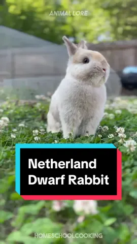 Discover Netherland Dwarf Rabbit 🐰 a very cute pet breed 😍
