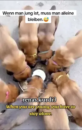 #animals #funny #dog #dogs #video #comedia #fyp #fypシ゚viral #