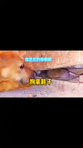 動物搞笑配音 笑不笑由你