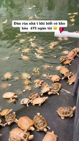 Vẫn chưa có thuyền trưởng 🫠 #rua #turtle #xuhuong #thegioirua 