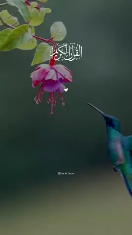Al-Hashr | Mishary Rashid Alafasy  YouTube (Zee Al Quran)  #allah #zeealquran #qaran #viral #fyp #alquran #recitation #tilawet #beautifulquranrecitation 