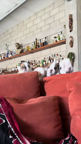 Bienvenido hermano tiburoncin 🦈 #bulldogingles #tiburoncin #puppies #puppiesoftiktok #dogs #dogsoftiktok #dog #puppydog #loveyou #foryou #fyp #fypシ #foryoupage #fy #fypシ゚viral #funny #f 