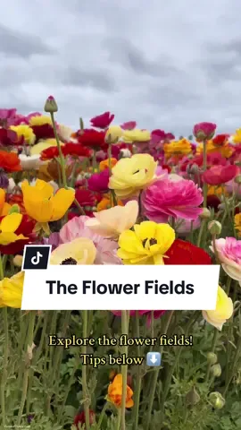 The Flower Fields, Carlsbad CA Fun place to spend the day with the little ones. 🧡 Purchase your tickets online: • Adults $23 • Children (3-10) $14 Parking: • free, look for signs for additional parking  Activities we did: • 🚜 Tractor wagon ride $8 per adult $4 per child (3-10), you can hop on & hop off to the 55 acres of ranunculus flowers  • 🫛Sweat Pea maze  • 🛝 Santa’s Playground  Carlsbad Flower Field  Carlsbad Flower Field Price Hidden Gems in Carlsbad Ca  #carlsbad #carlsbadflowerfields  #toddlermom  #travelwithkids  #adventure 