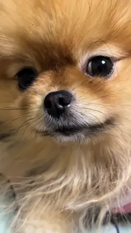 #dog #dogsoftiktok #doglover💕🦮 #шпицмишка🐶 #пух #latvia🇱🇻 #фаня #latvia #шпиц #pomiranianpuppy😘 #pom #собака #doggie 