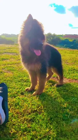 rabi ybarak 🐕🐶🌿🌱