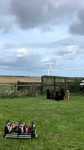 Rocco , Hunter Kent and Willis with the boys #cockerspaniel #labradorretriever #chocolatelab #foxredlab #yellowlab #blacklabsquad #training #teampureflax #gundogtrainer  #slingleygundogs #pickingupteam  #instavideo