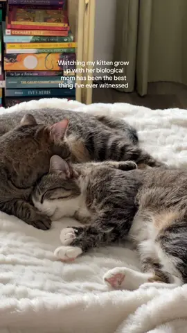 Endlessly grateful I brought them both home from the shelter 🥲 #catsoftiktok #momanddaughter #catslovers #cutecats #petadoption #catadoption #cattok #kittensoftiktok #kittens 