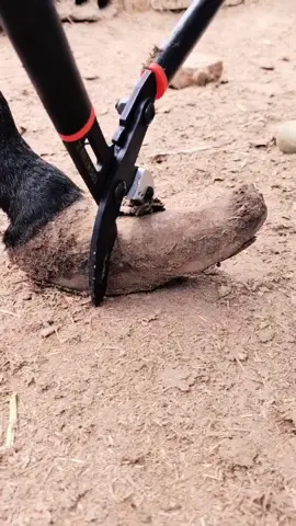 #horse #animalwelfare #ASMR #farriersoftiktok #horseshoe #farrier #satisfying #hoof #care 